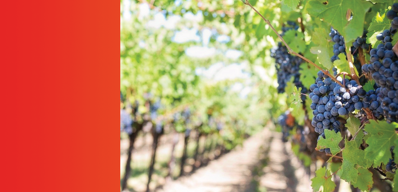 Must visit fabulous Boutique wineries in Cyprus 